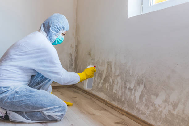 Licensed Mold Testing service in Brandon, FL - WQB Mold Removal